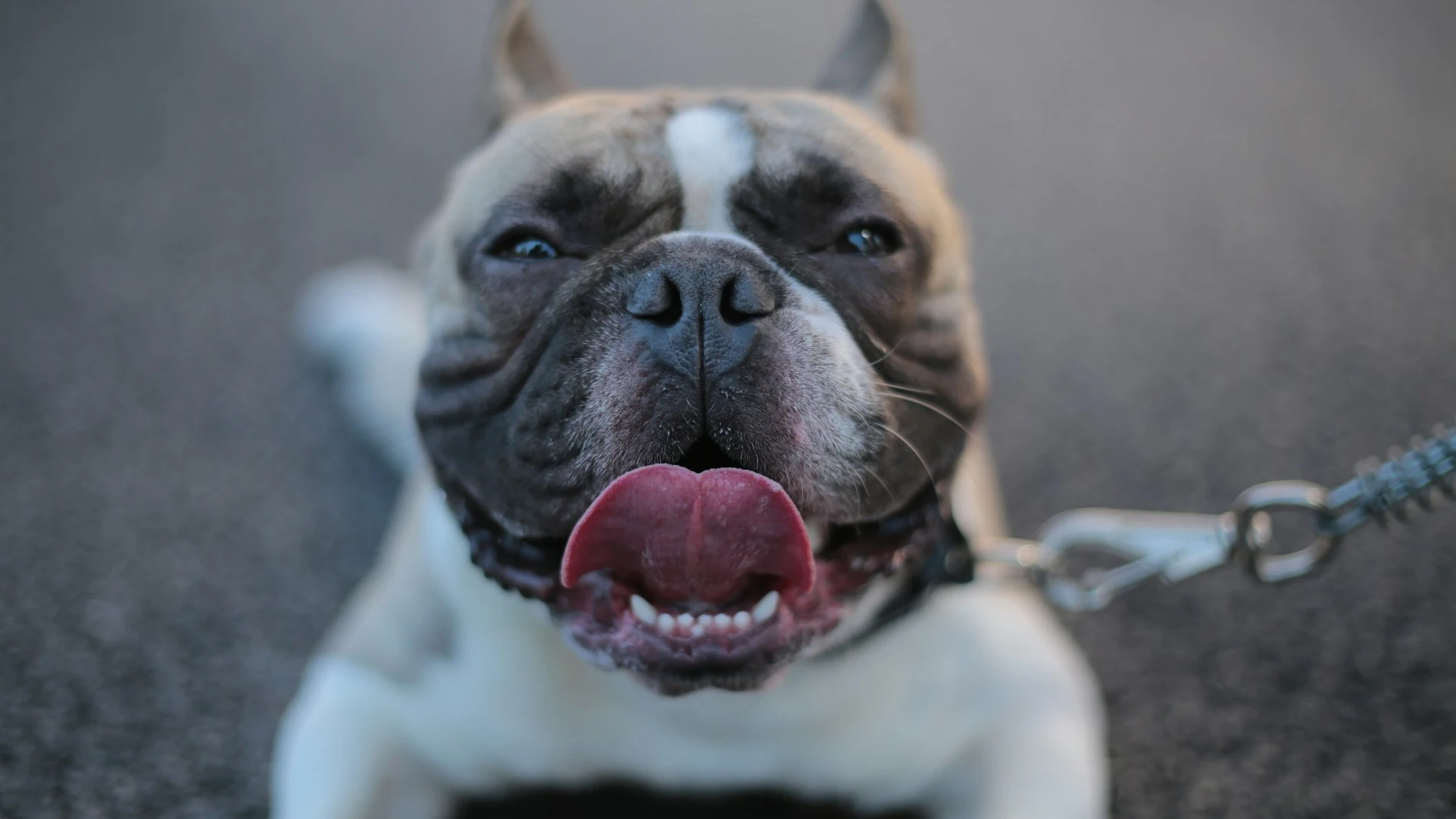 Perro sacando la lengua