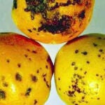 Imagen de unos cítricos afectados por mancha negra