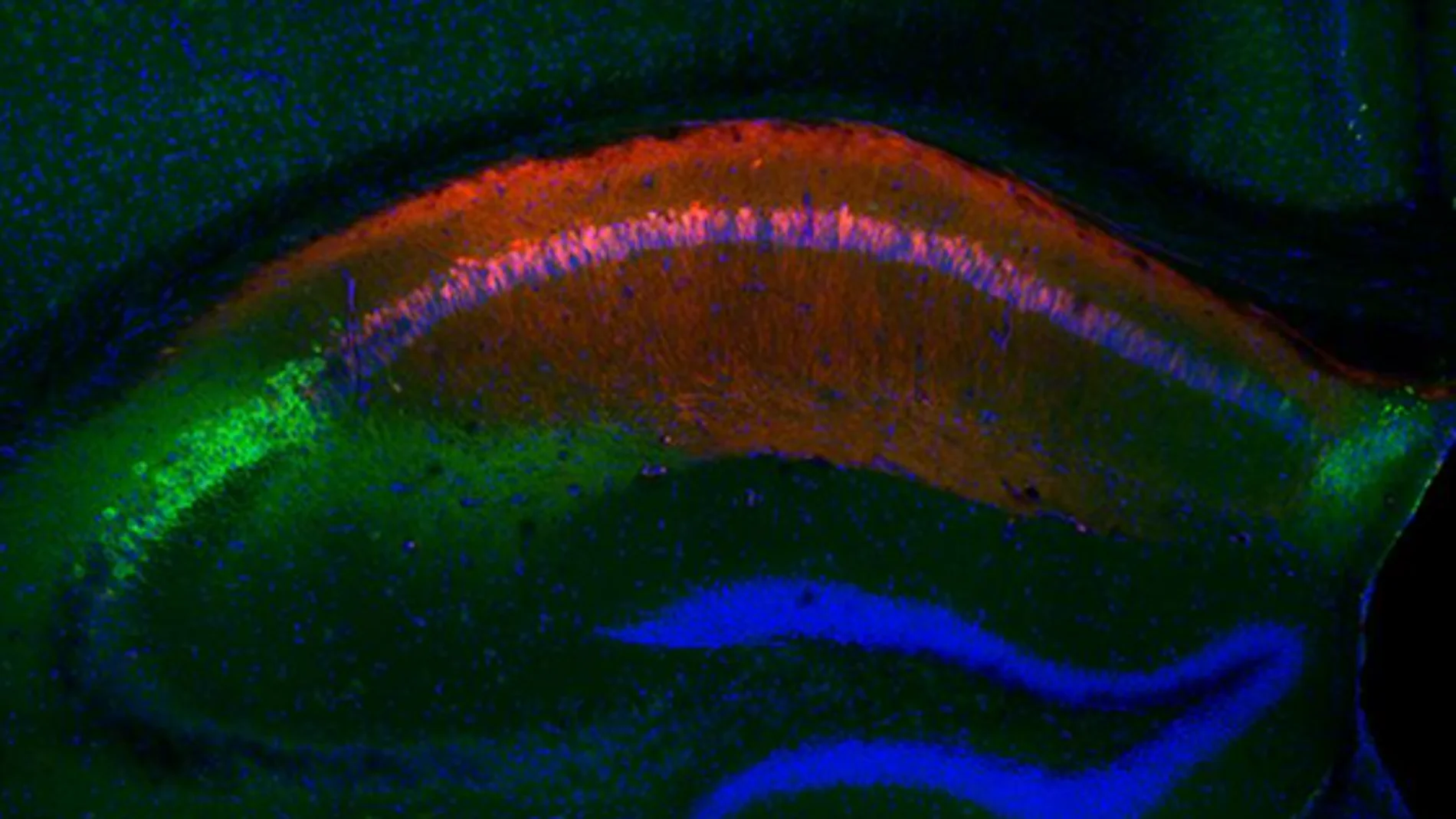 El cerebro de un ratón donde el verde marca la estructura del hipocampo capaz de recordar interacciones sociales y, en rojo, la estructura que almacena lugares.