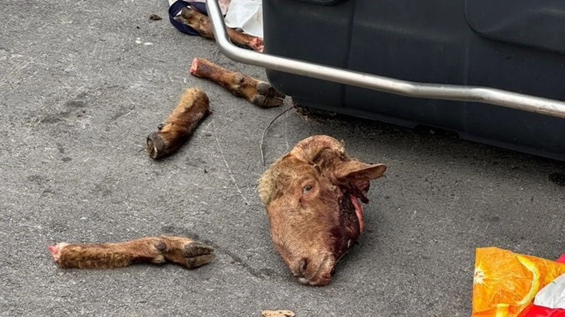 Aparecen partes de un carnero decapitado en una calle de San Sebastián de los Reyes REMITIDA / HANDOUT por ANIMALISTAS SANSE Fotografía remitida a medios de comunicación exclusivamente para ilustrar la noticia a la que hace referencia la imagen, y citando la procedencia de la imagen en la firma 15/10/2024
