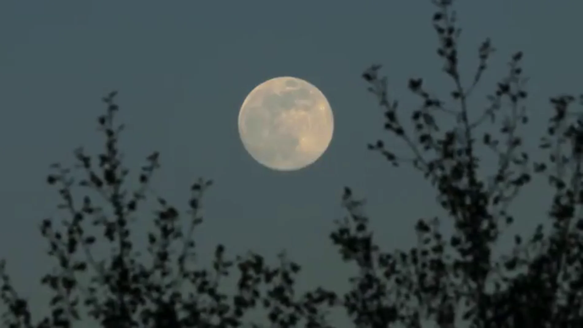 Luna del Cazador