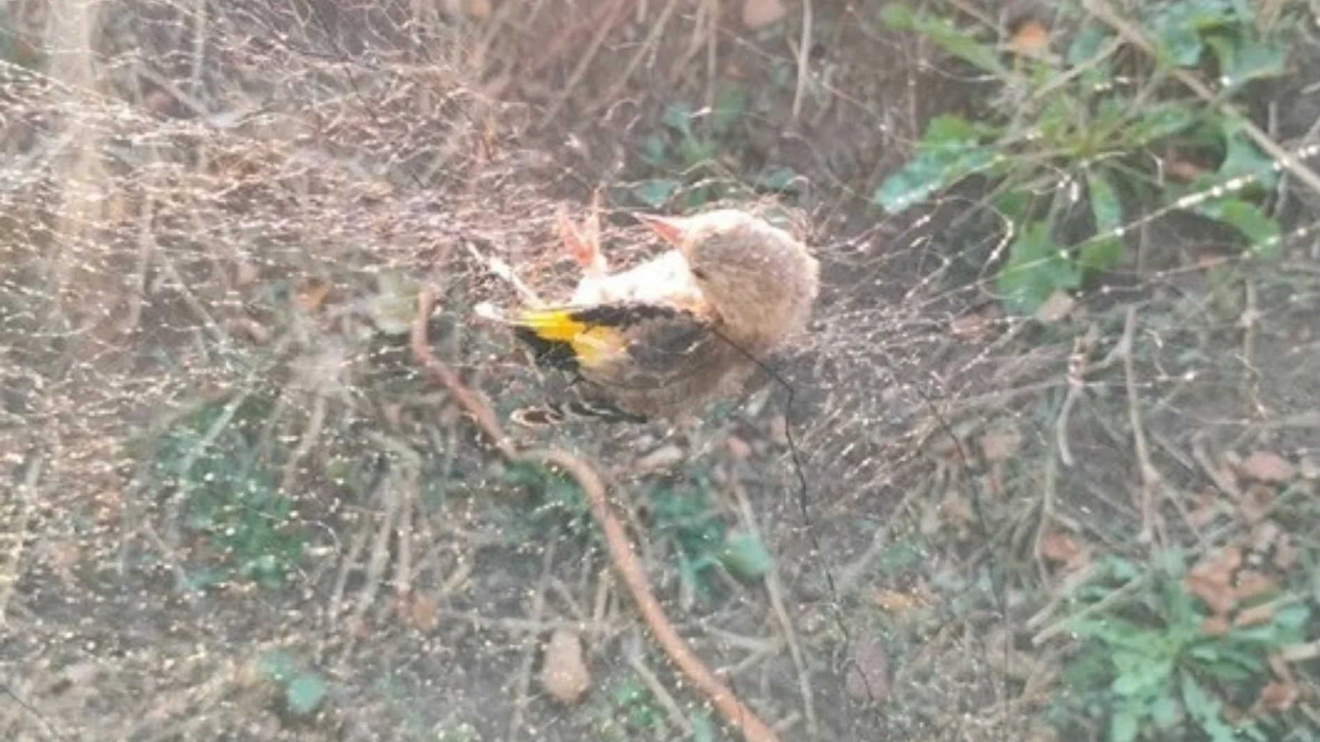 Jilguero cazado en Piedrabuena (Ciudad Real)