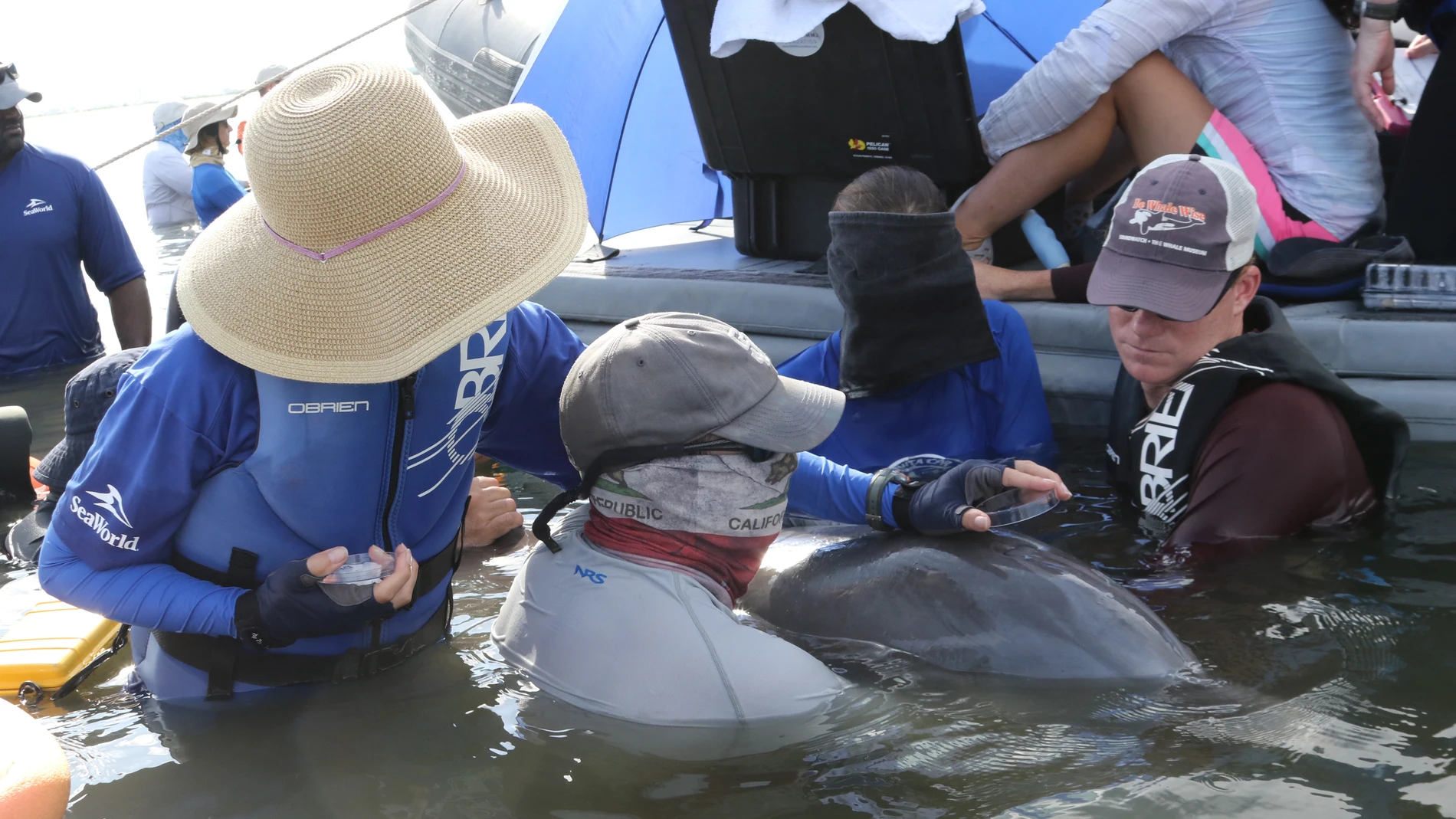 El aire exhalado es recolectado de un delfín nariz de botella salvaje durante una evaluación de salud realizada por la Fundación Nacional de Mamíferos Marinos y sus socios en la Bahía de Barataria, Luisiana.