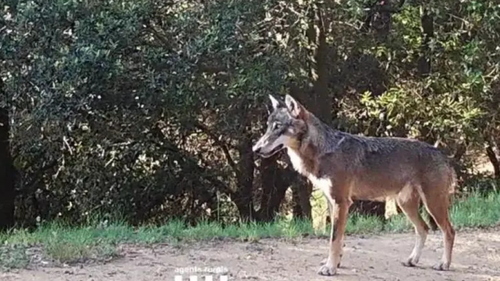 Imagen de la loba en el Alt Empordà