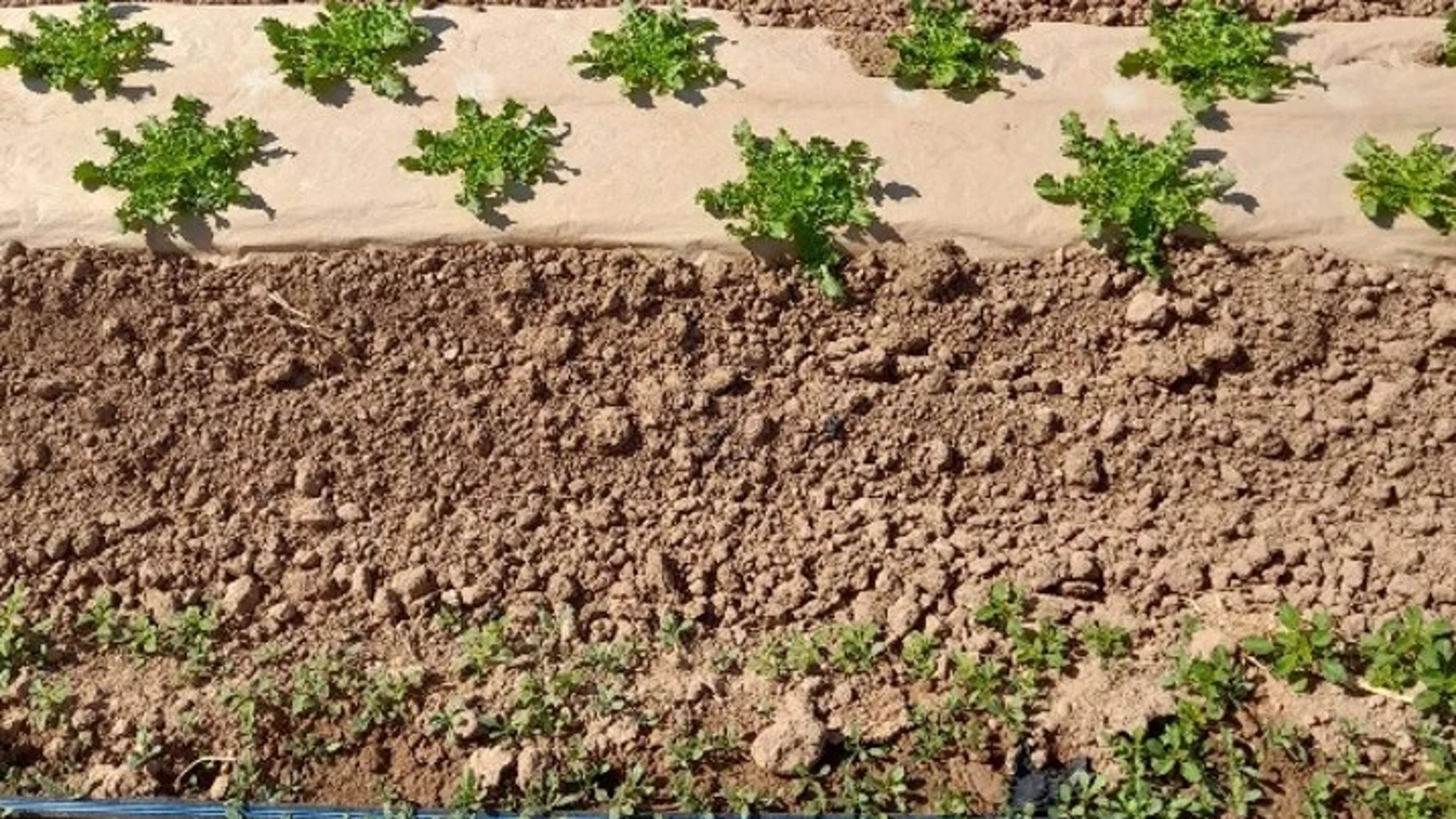Cultivo de lechugas con acolchado de papel