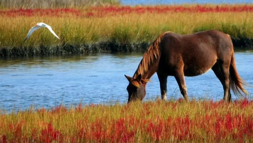 Caballos de explotaciones de todas las provincias menos Almería han desarrollado la enfermedad