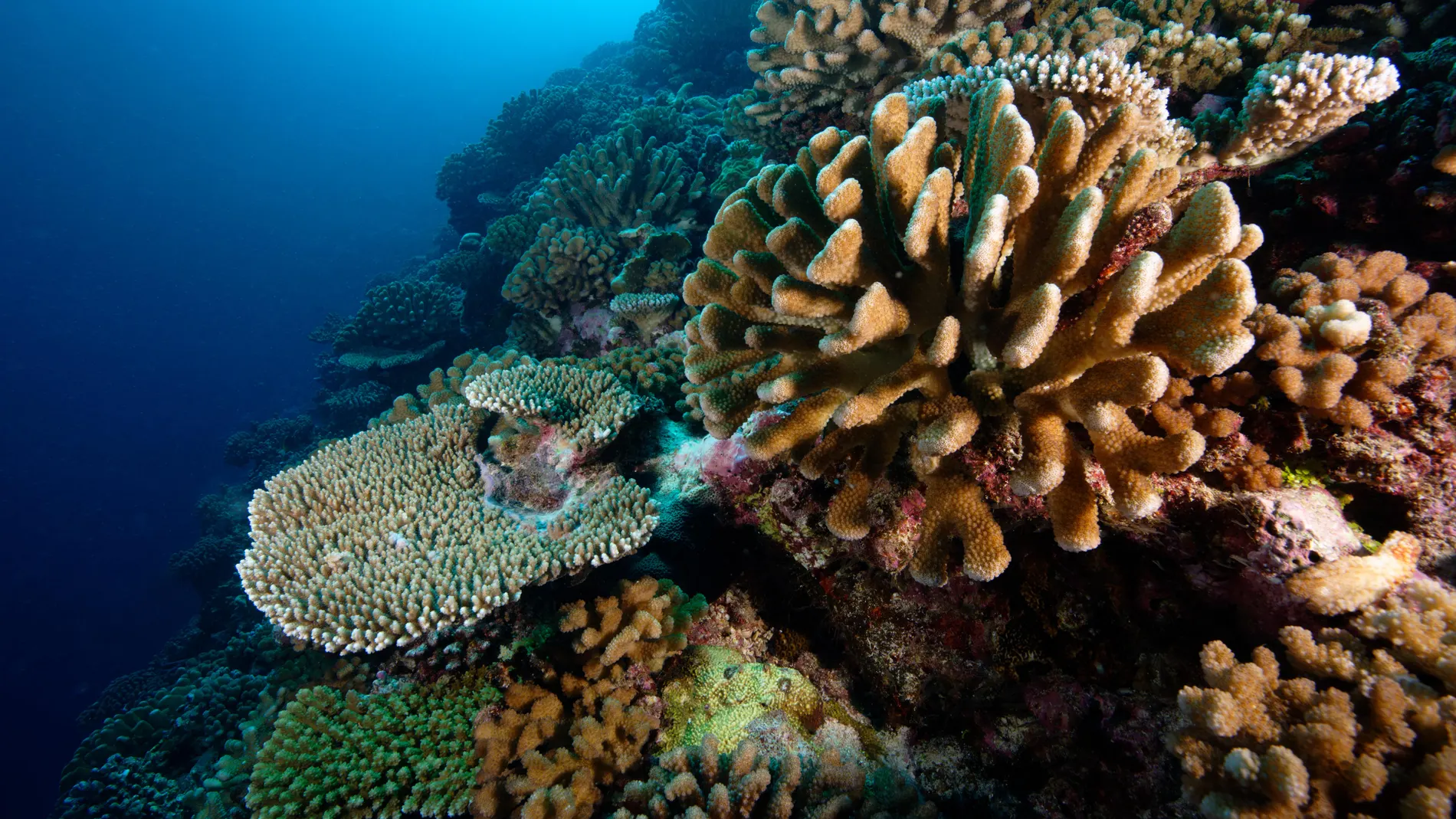 Ces photos ont été prises sur le tombant extérieur du récif de corail devant le Centre Ifremer du Pacifique.