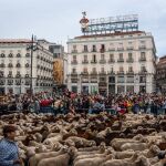MADRID.-Se suspende la Fiesta de la Trashumancia en Madrid por la enfermedad de la lengua azul en vacas y ovejas