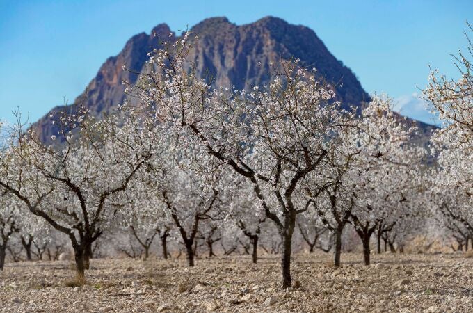 Almendros en flor