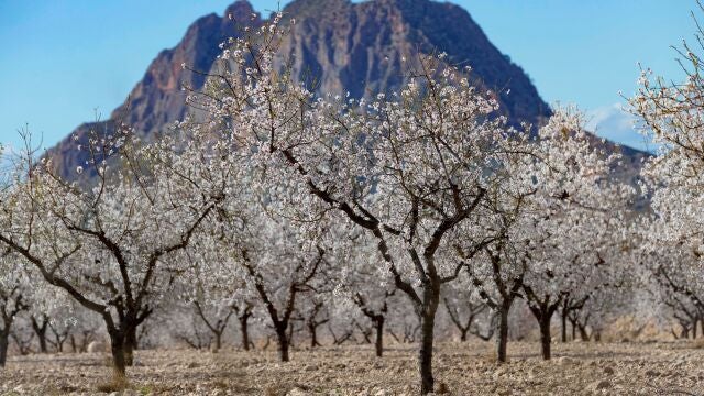 Almendros en flor