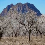 Almendros en flor