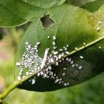 La solución definitiva para eliminar la cochinilla de las plantas. 
