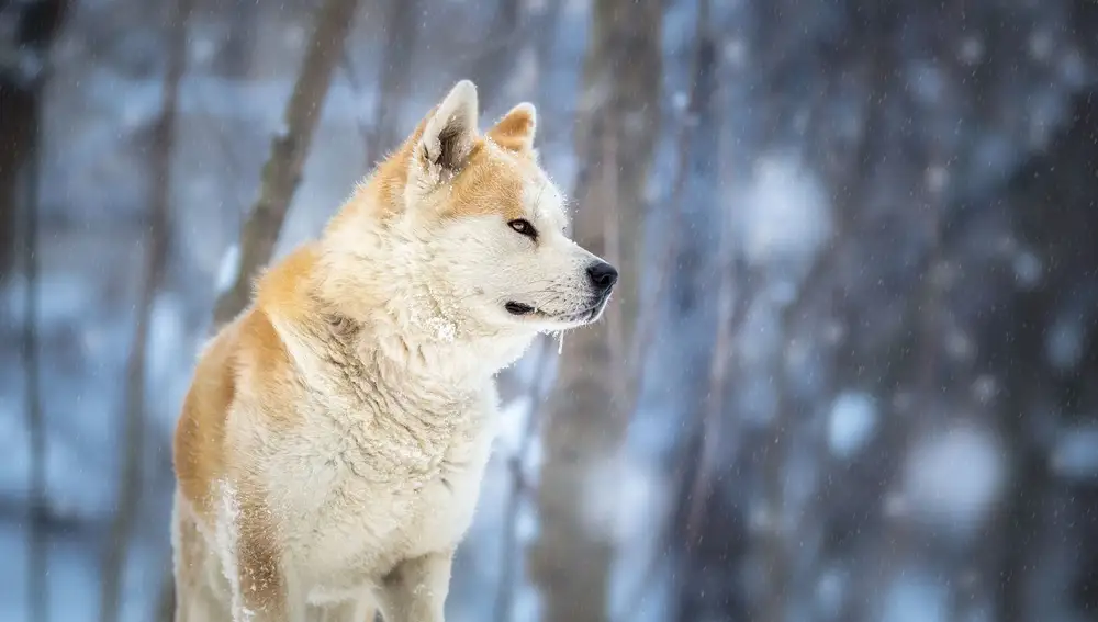 Perro japonés Akita Inu Retrato de invierno
