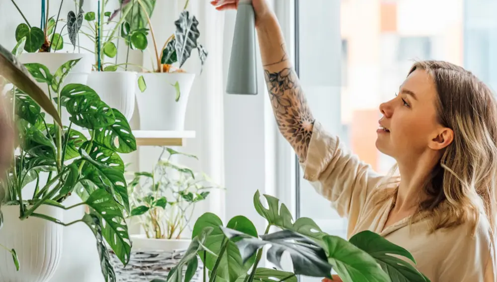 Plantas de interior que cambian tu hogar.