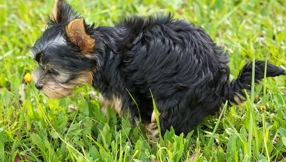 Cachorro defecando en el parque