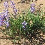 ‘Muscari Parviflorum Desf.’ Recién Florecido. ‘Muscari Parviflorum Desf.’ Recién Florecido.