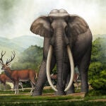 El Palaeoloxodon peasaba el doble que los elefantes africanos actuales