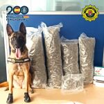 Un perro de la Policía Local de Alicante frustra el envío de 4,2 kilos de marihuana a Rumanía