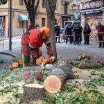 Tala de árboles en Salamanca que ha provocado el altercado