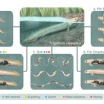 El estudio de la vida (paleontología y biología) y el estudio de la vida artificial (robótica bioinspirada y robótica paleoinspirada) proporcionan conocimientos complementarios sobre la evolución animal.