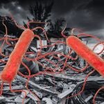 Alerta en EE UU por la proliferación de bacterias «come-carne» tras los huracanes en Florida