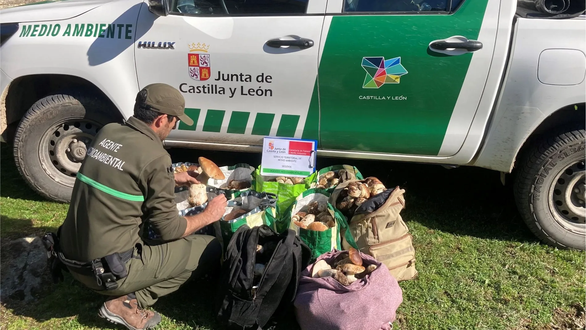 Decomisan más de 90 kilos de boletus en la provincia de Segovia