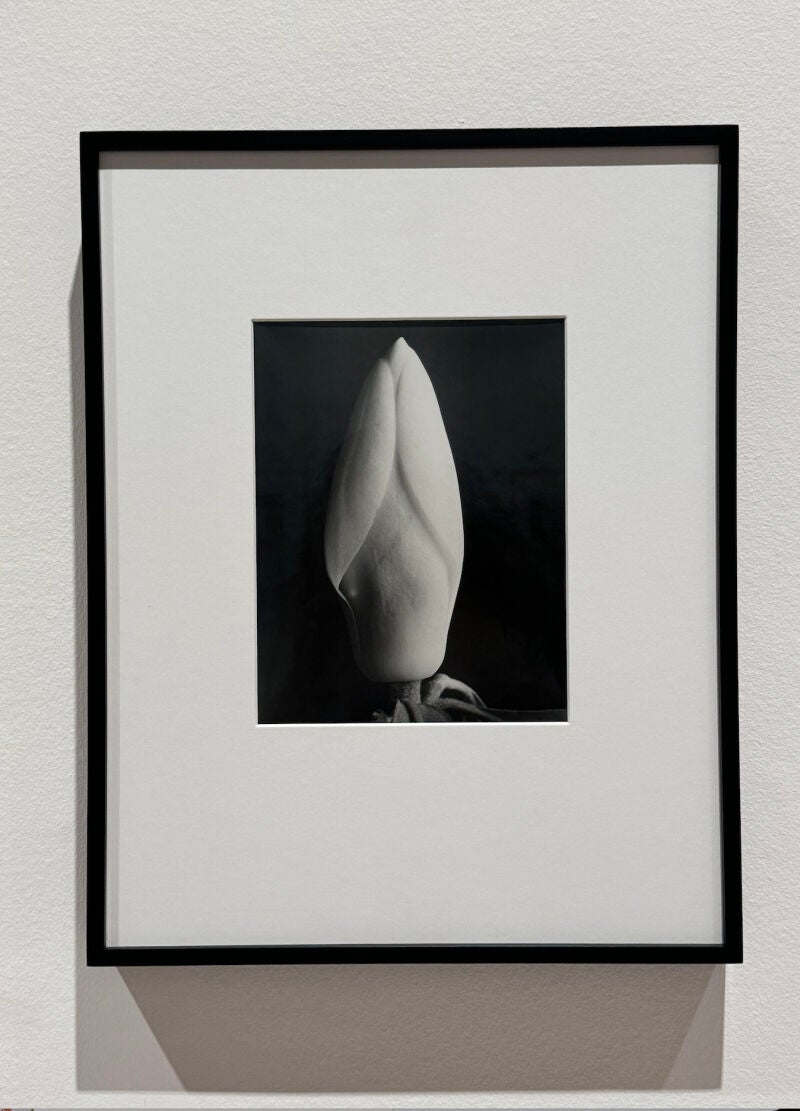 "Brote de Magnolia", una de las fotografías presentes en la nueva exposición