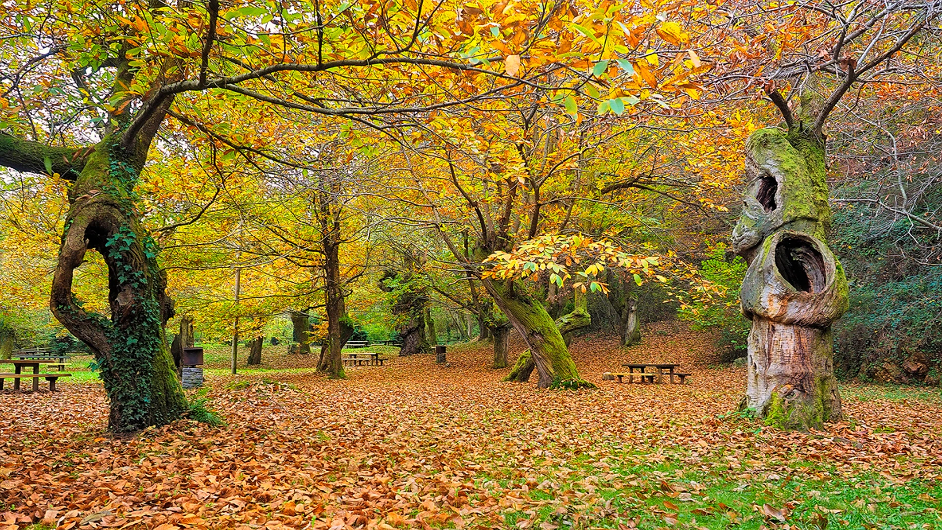 Un monte en otoño en Belmonte de Miranda.