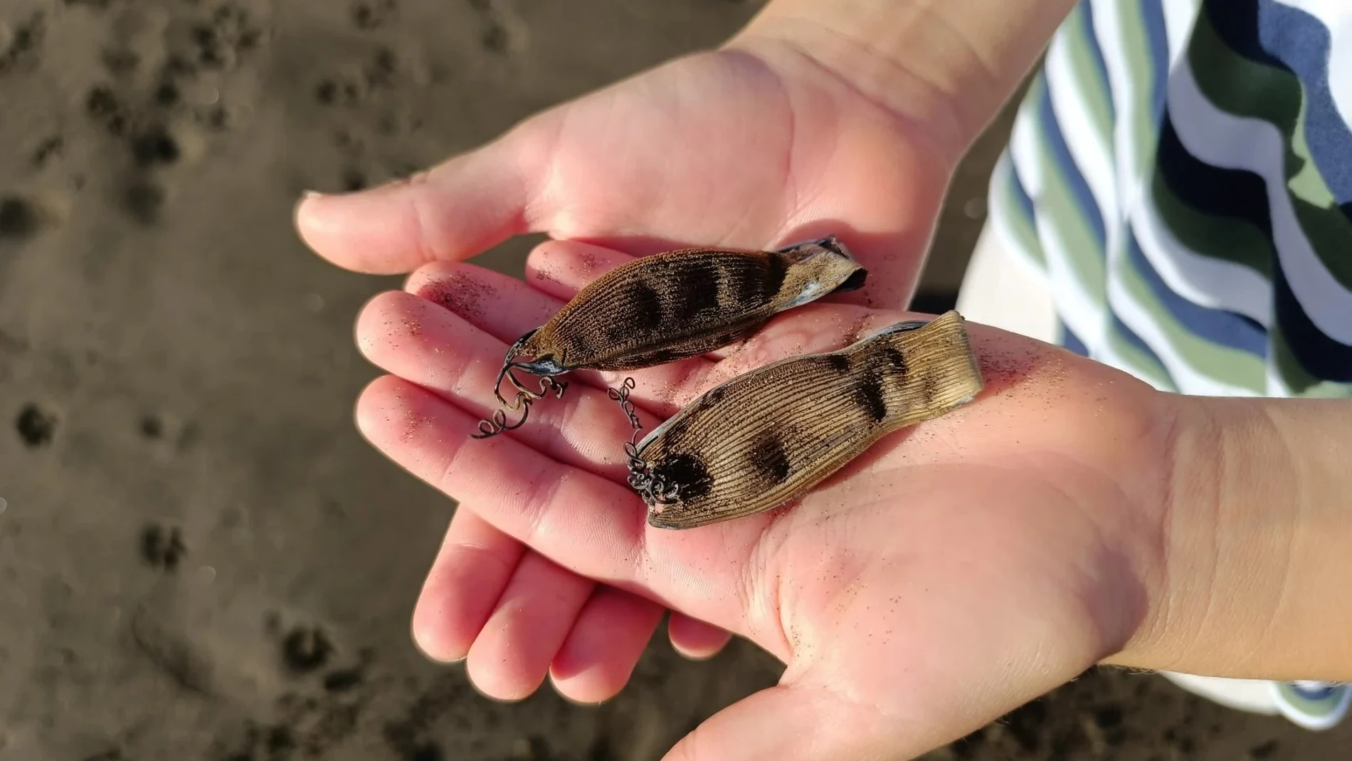 Los huevos de tiburón encontrados en Telde por el niño