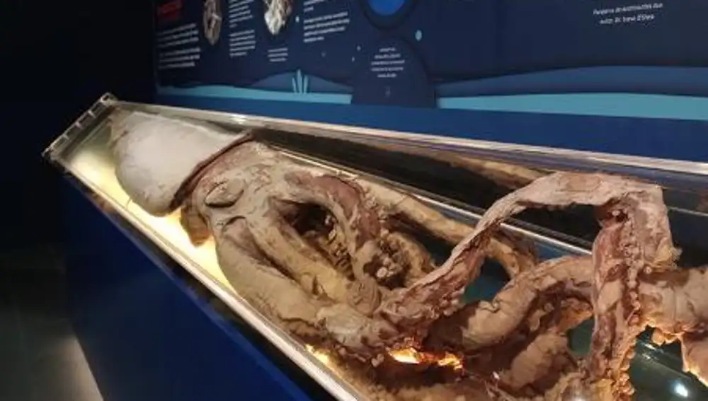 Calamar gigante en el museo de Luarca.