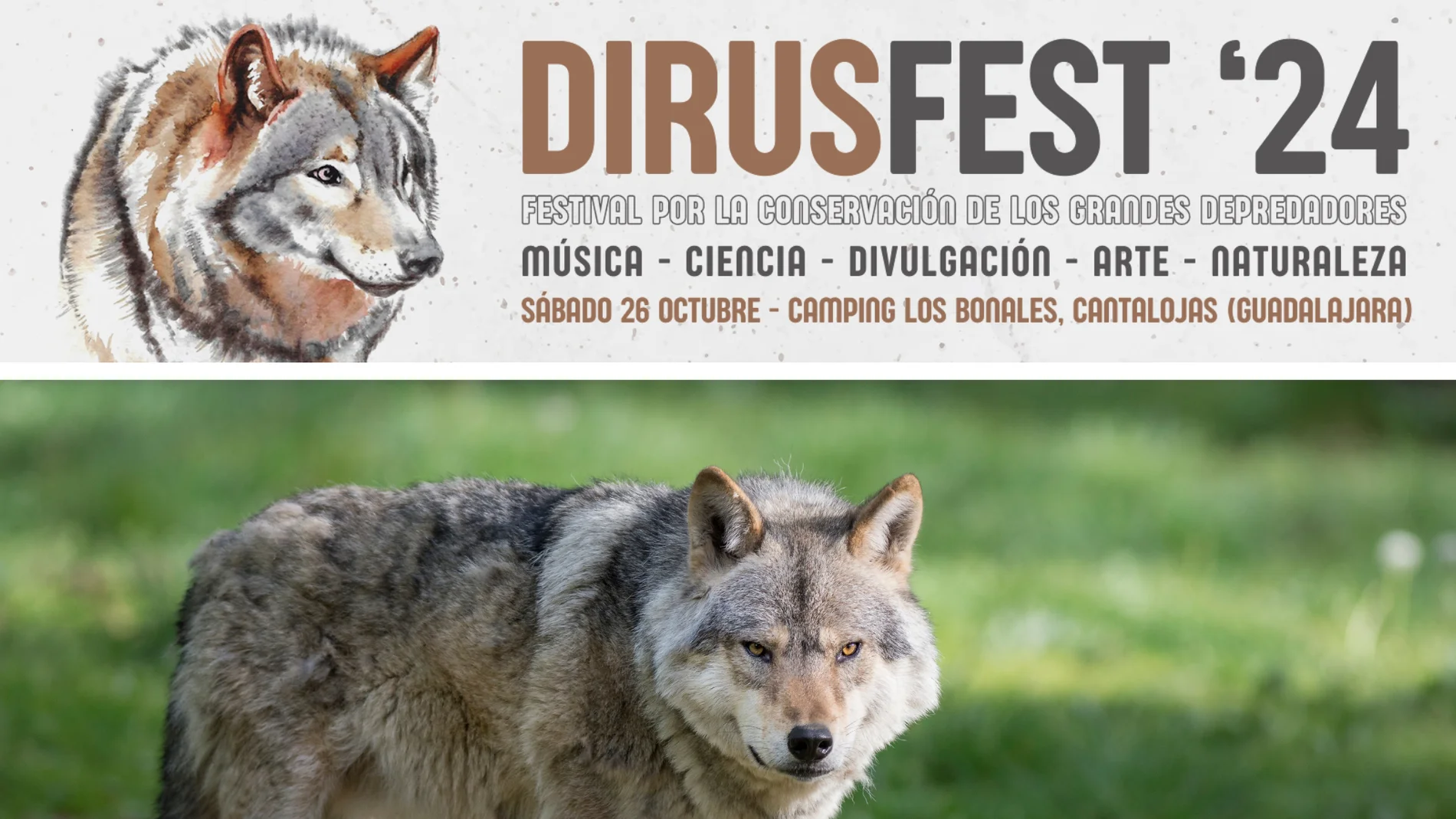 Un festival en defensa del lobo desata la furia de ganaderos, agricultores y cazadores de Guadalajara
