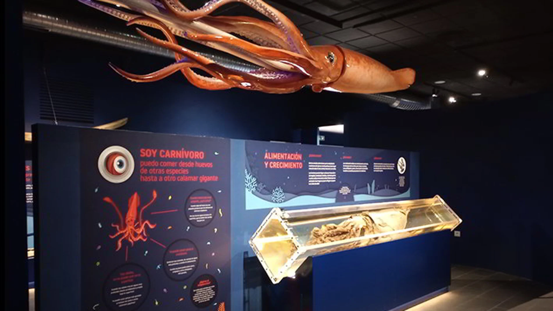 Los calamares más gigantes del mundo se pueden ver en Asturias.