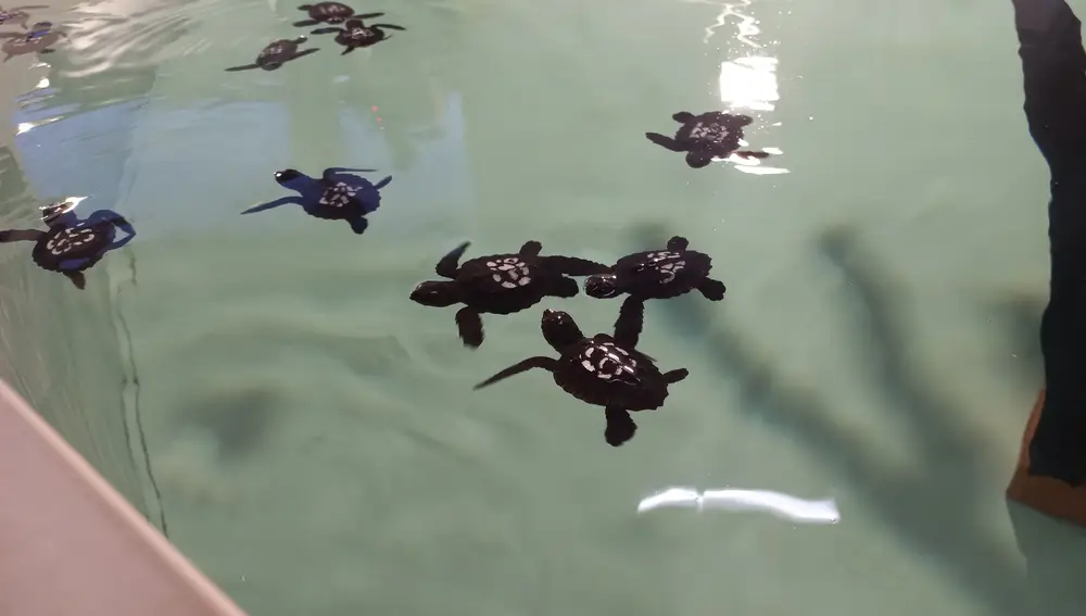Crías de tortuga durante su cría en cautividad en el Arca del Mar de la Fundación Oceanogràfic