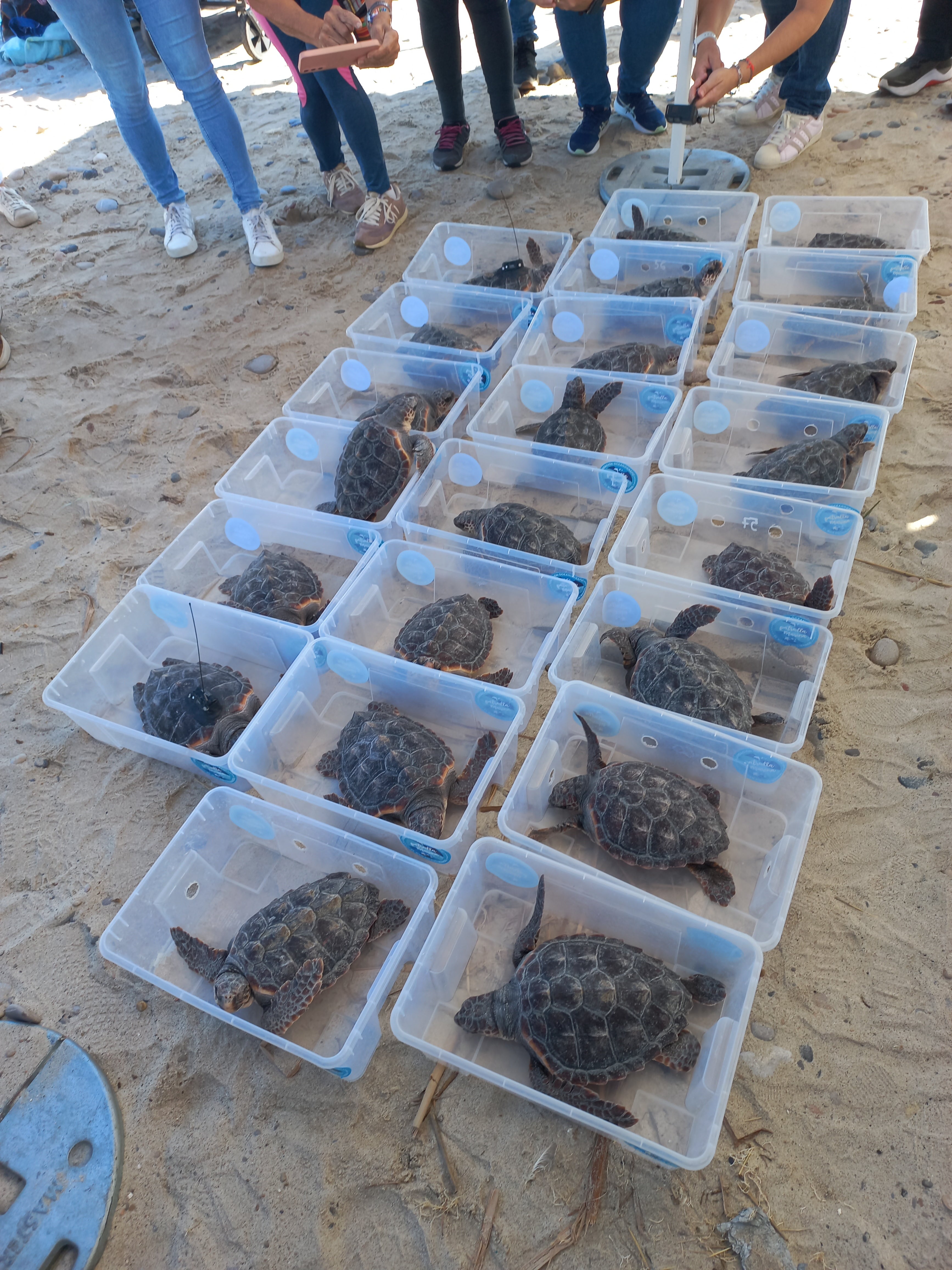 Las 22 tortugas preparadas para su liberación en la playa de Almassora