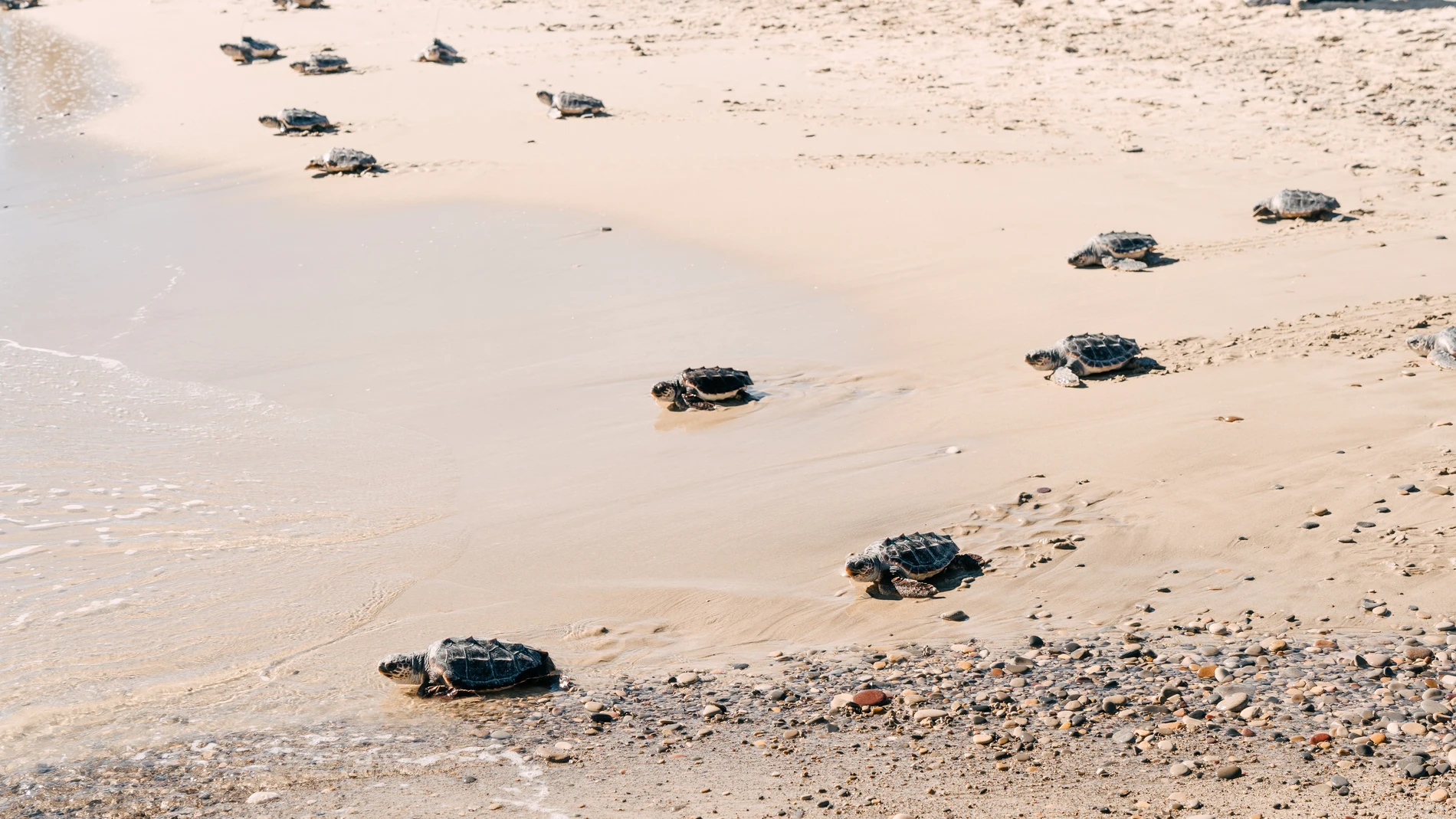 Las tortugas criadas en cautividad se dirigen a iniciar su vida en el mar