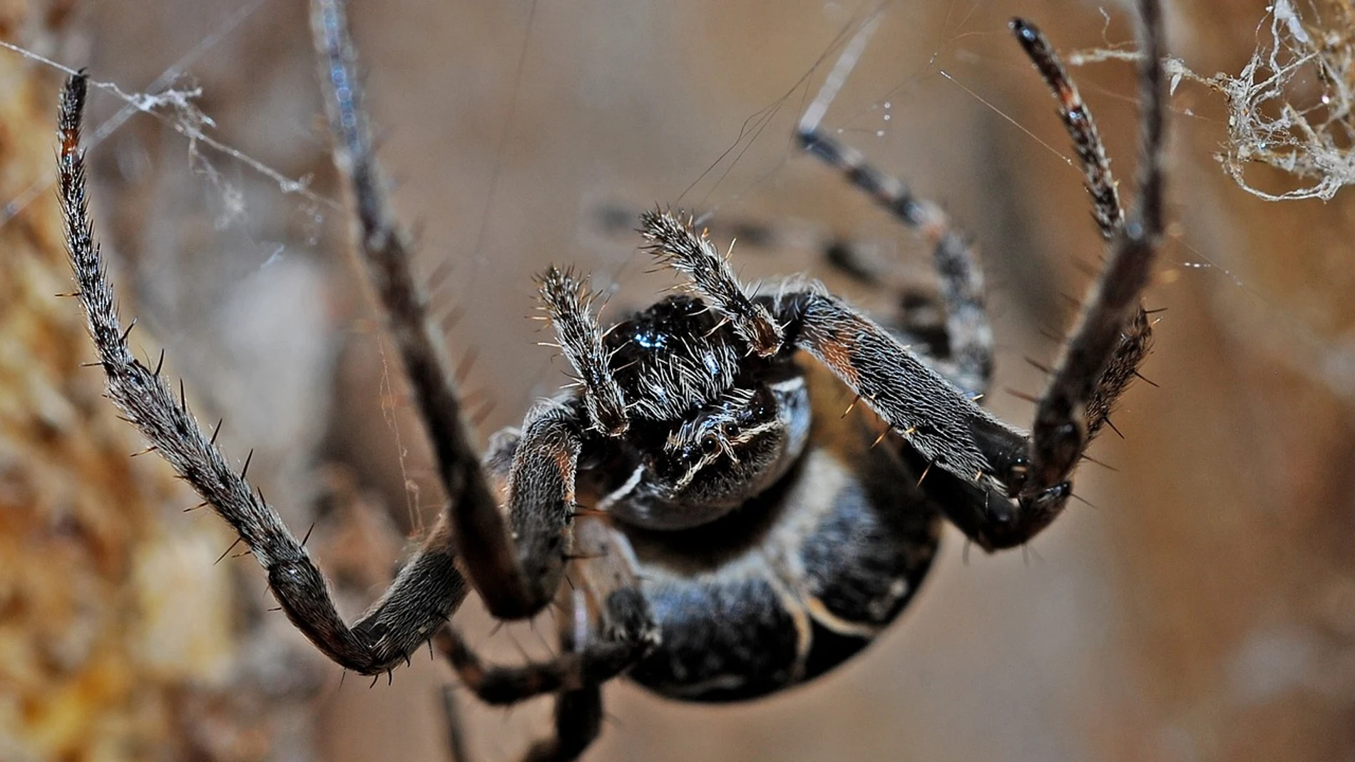 Araña en su tela