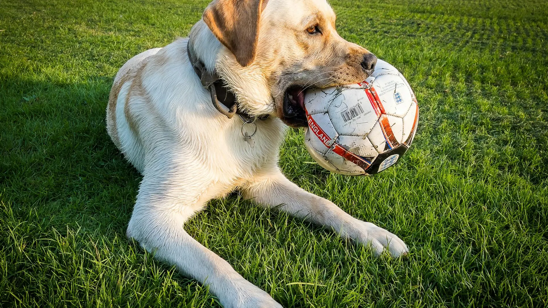 Perro sujetando un balón de fútbol