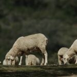 Andalucía registra 13 focos de lengua azul 