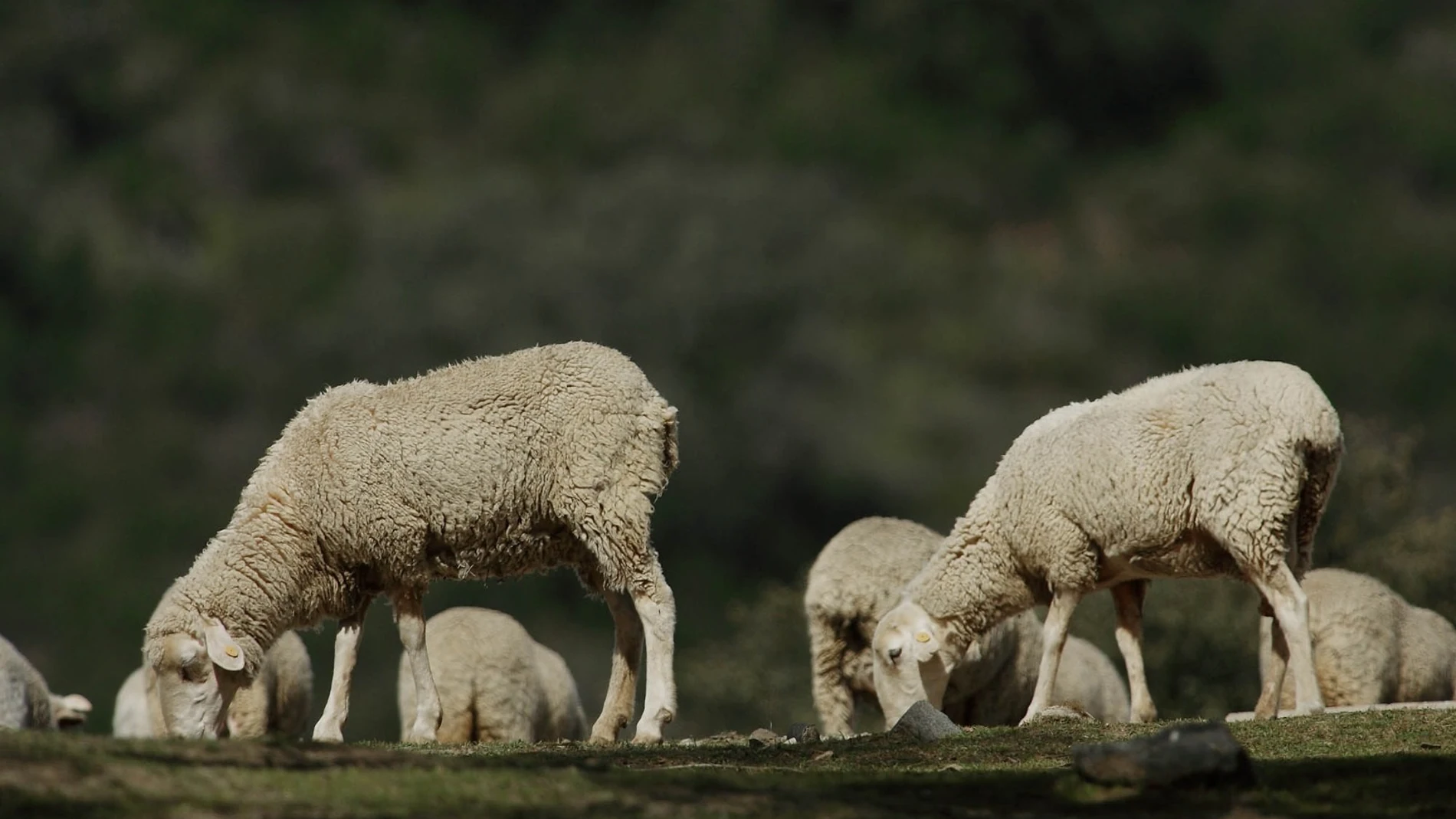Andalucía registra 13 focos de lengua azul