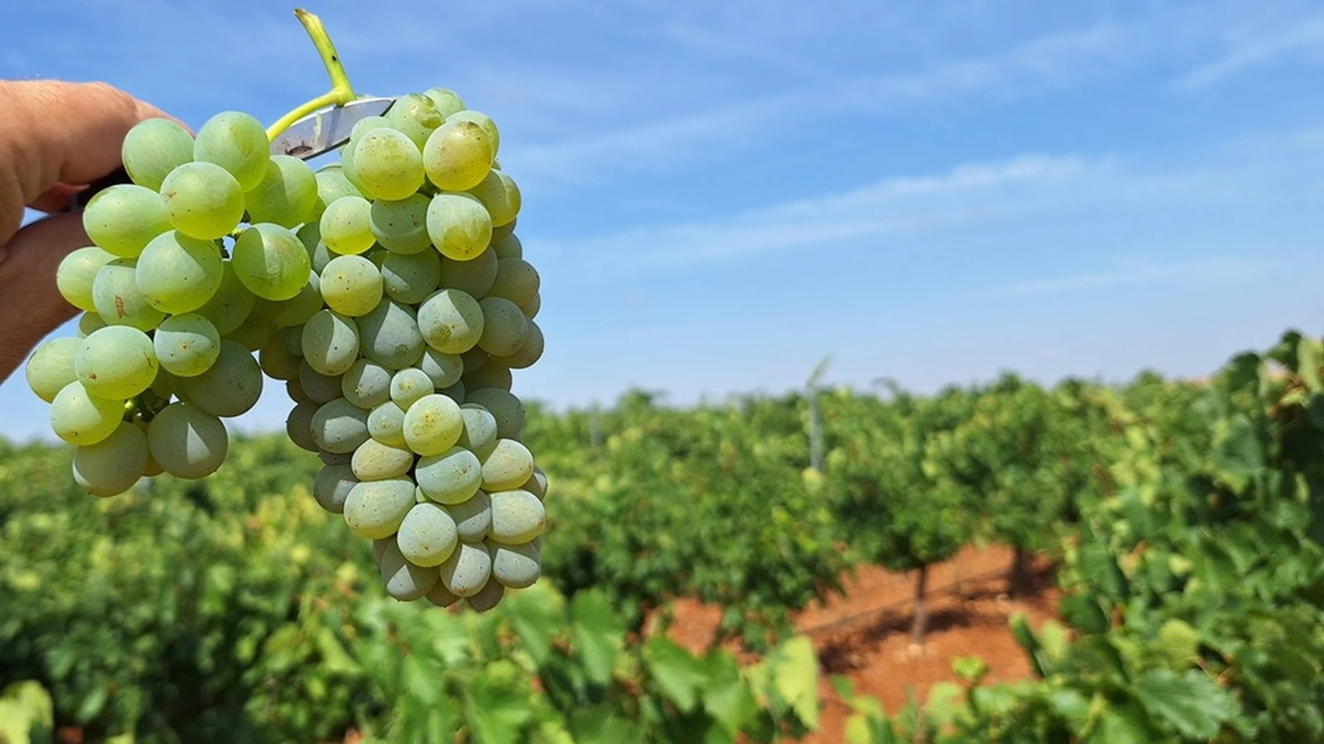 Uva godello