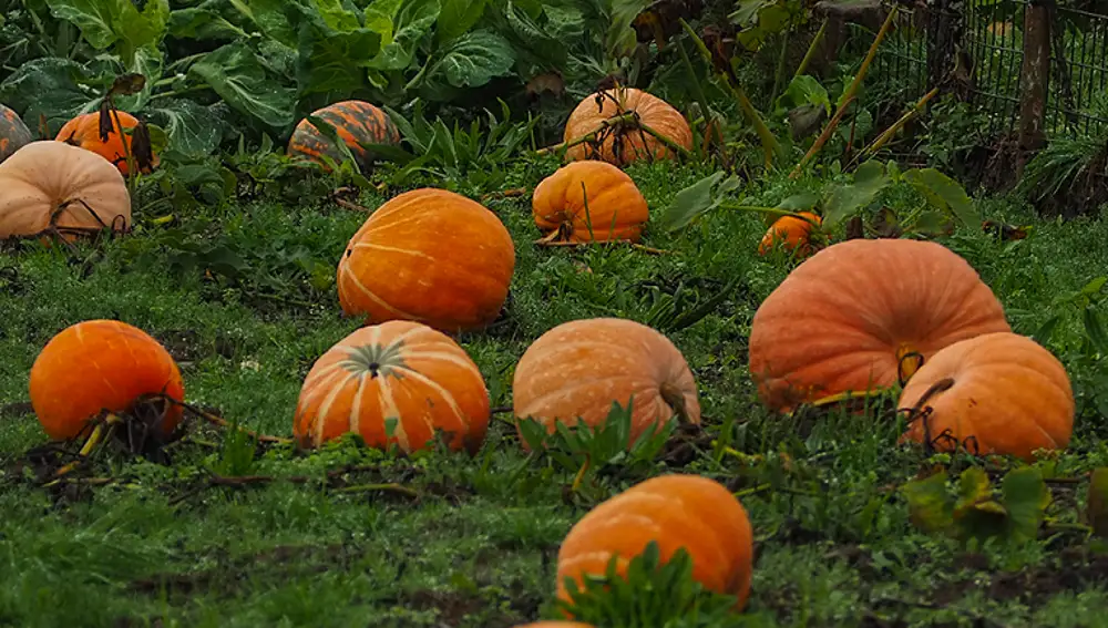 Calabazas.