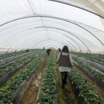 El 70% de las empresas del sector de los frutos rojos de Huelva se ha adherido al plan de integración de Interfresa