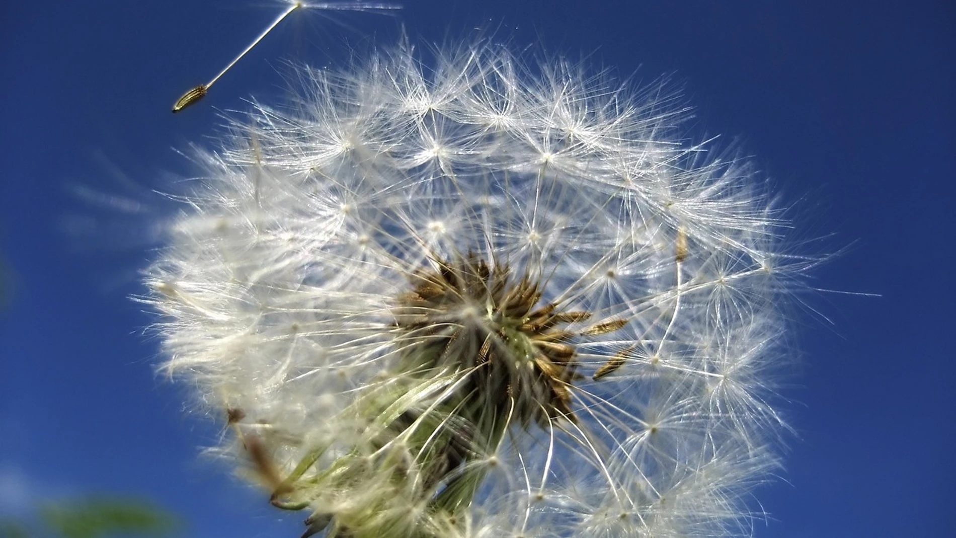 Flor diente de león