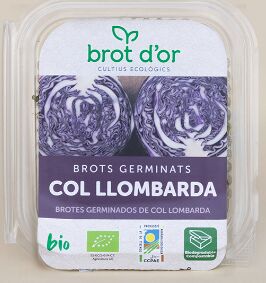 Brotes germinado de col lombarda