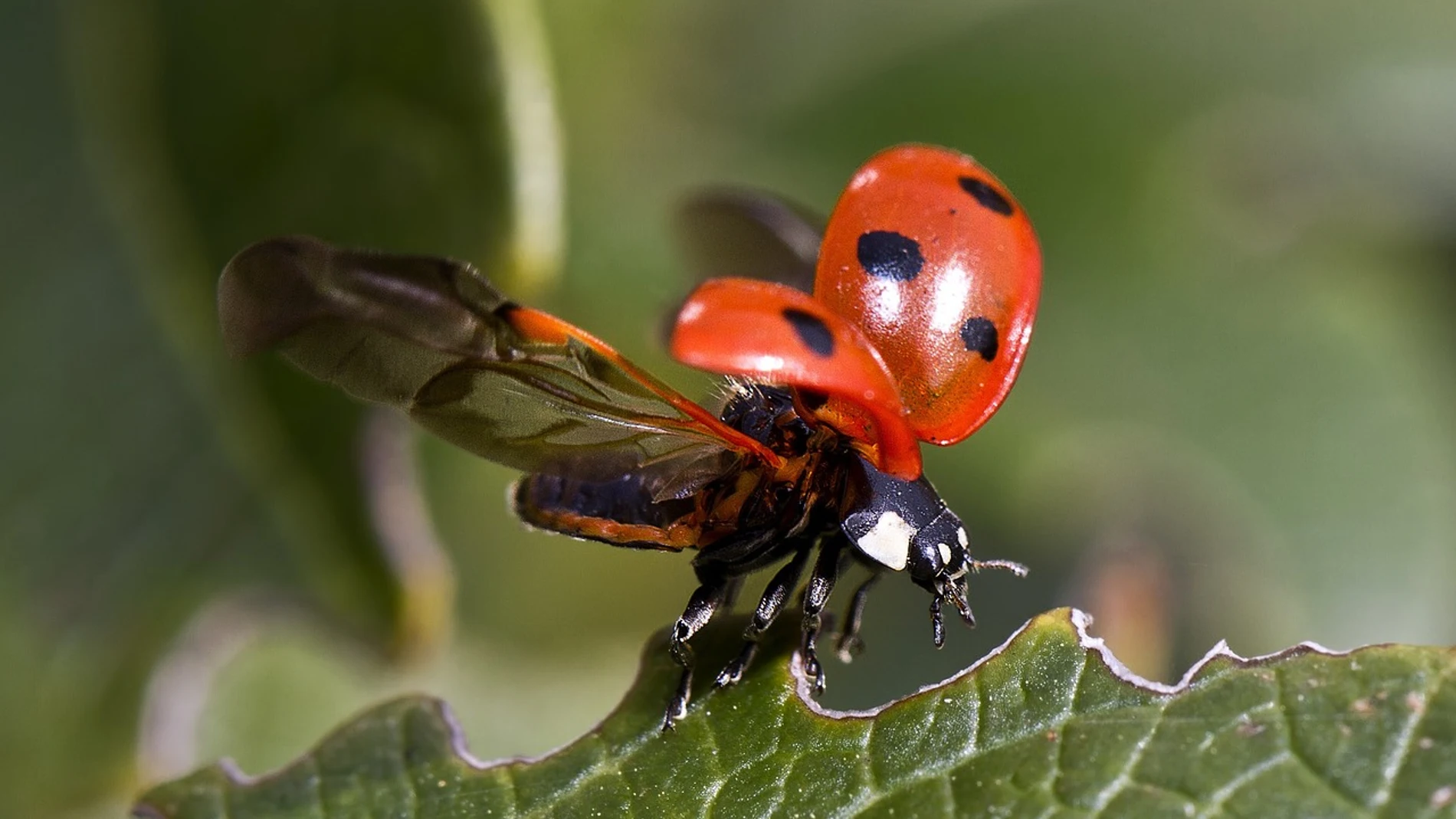 Mariquita despegando