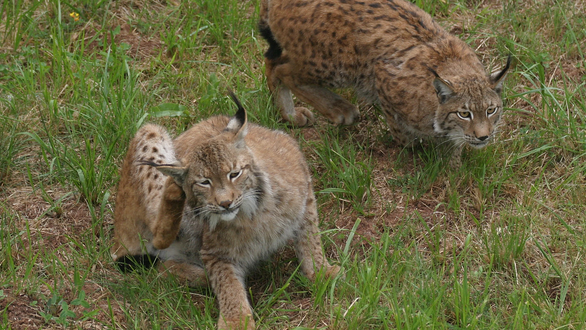 Ejemplares de lince ibérico en cautividad