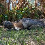 Pitón tragándose un ciervo entero