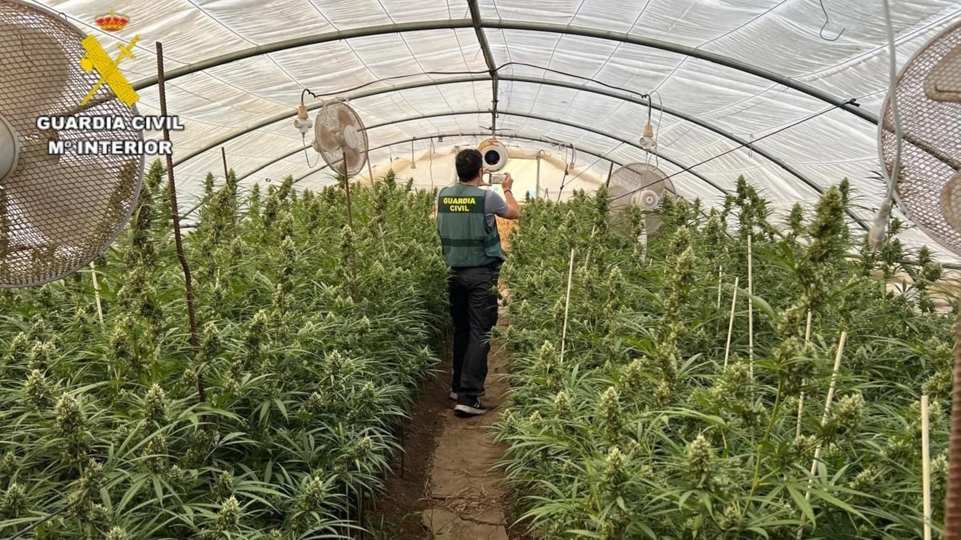 El negocio de los invernaderos de marihuana se extiende por la provincia de Sevilla