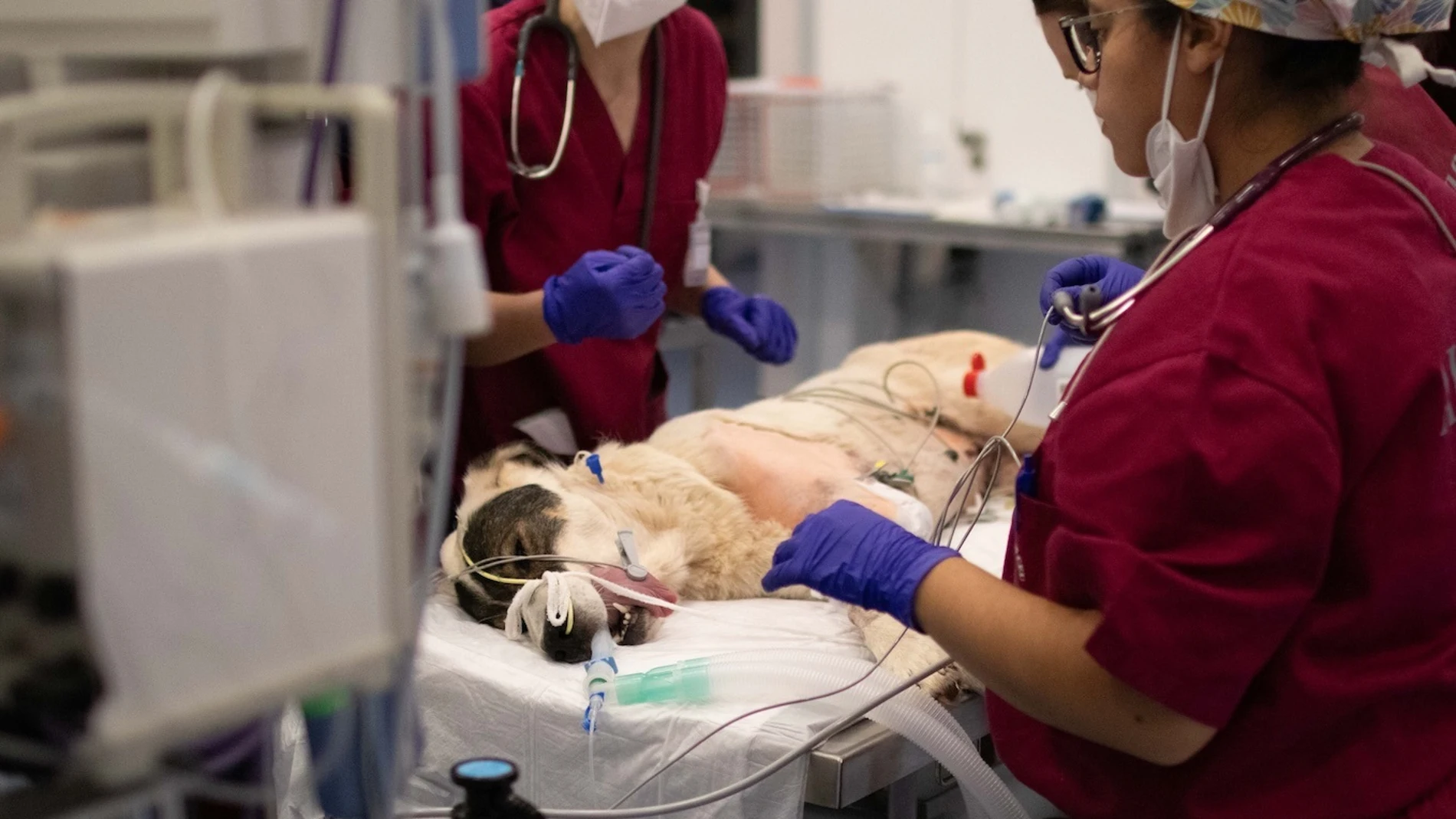 El Hospital Clínico Veterinario de la CEU UCH presta atención veterinaria a pequeños y grandes animales afectados por la DANA REMITIDA / HANDOUT por UCH-CEU Fotografía remitida a medios de comunicación exclusivamente para ilustrar la noticia a la que hace referencia la imagen, y citando la procedencia de la imagen en la firma 05/11/2024