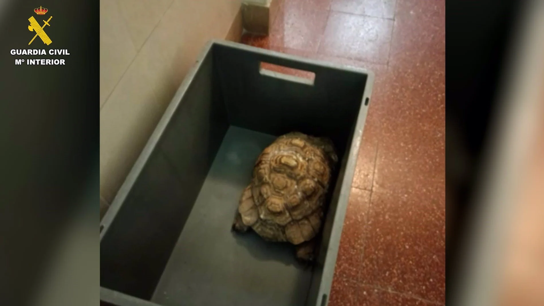 Investigan a un hombre por tener un zoo ilegal en Santa Cruz de Tenerife con aves, anfibios, reptiles y peces